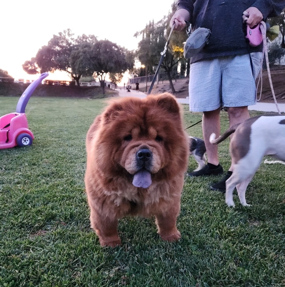 Welcome to Lexiga🎉Handmade Jewelry Blessings David and Daisy - Picture 16 of 16